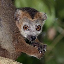 Crowned lemur (Eulemur coronatus) juvenile male head