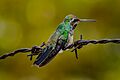 Cynanthus latirostris by korrz