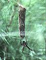Cyrtophora.moluccensis.female.with.eggsac.2.-.tanikawa