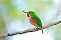 DR Broad-billed Tody1