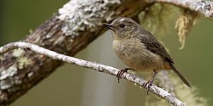 Diglossa plumbea -Limon, Costa Rica -female-8.jpg