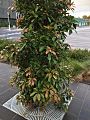 Elaeocarpus eumundi (Monash Uni in Clayton, Melbourne)
