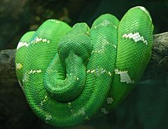 Emerald Tree Boa Wrapped on a Branch 2480px