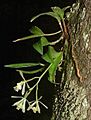 EpidMagnoliae30Jun03