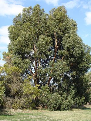 Eucalyptus cordata.jpg