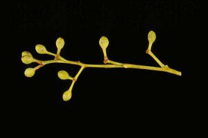 Eucalyptus jensenii buds