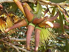 Eucalyptus lehmannii (buds)