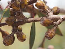 Eucalyptus leptocalyx fruit (2)