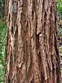 Eucalyptus robusta - trunk bark