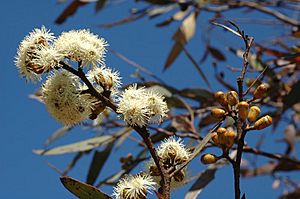 Eucalyptus scyphocalyx buds.jpg