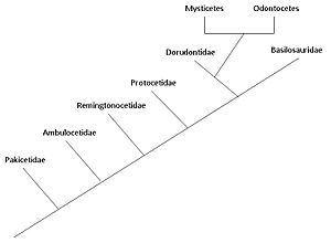 Evolutionary pathway