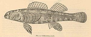 FMIB 40385 Etheostoma zonale.jpeg