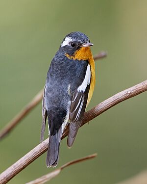 Ficedula mugimaki - Khao Yai