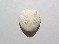 Fossil Echinoid Lovenia
