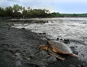 Green turtle Chelonia mydas is basking on Punaluu Beach Big Island of Hawaii