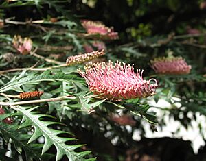 Grevillea Poorinda Anticipation