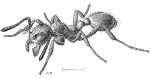 HYME Formicidae Huberia striata