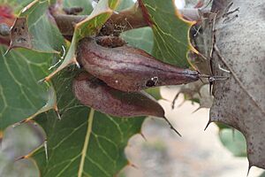 Hakea amplexicaulis fruit