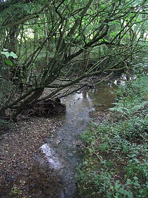 Headwaters of the River Brue - geograph.org.uk - 519841