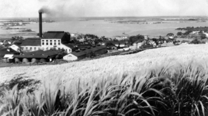 Honolulu Sugar Company