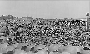 Horseshoe crab harvest, Delaware, 1928