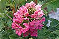 Hydrangea cultivar, Ruby Slippers
