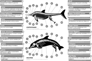 Ichthyosaur vs dolphin