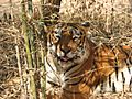 Indian Tiger
