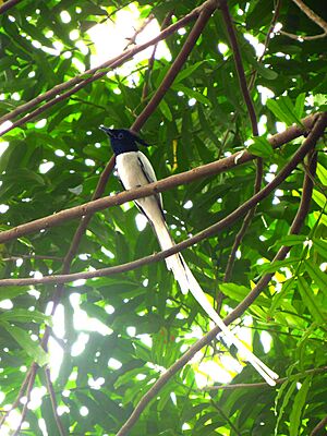 Indian paradise flycatcher (male) - Sri Lanka - 01