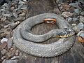 Iowaherps-nerodia erythrogaster neglecta
