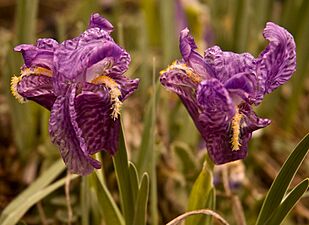 Irisflower