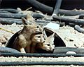 Kit foxes at the Nevada Test Site