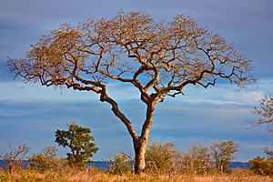 Marula Facts for Kids