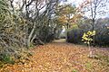 Lady's Wood 8