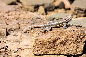 Lagartija de lava de San Cristóbal (Microlophus bivittatus), Punta Pitt, isla de San Cristóbal, islas Galápagos, Ecuador, 2015-07-24, DD 46