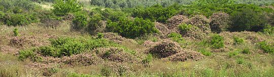 Lantana Invasion of abandoned citrus plantation Sdey Hemed Israel