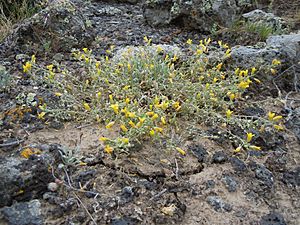 Physaria ludoviciana Facts for Kids