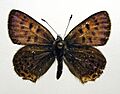 Lycaena helle1