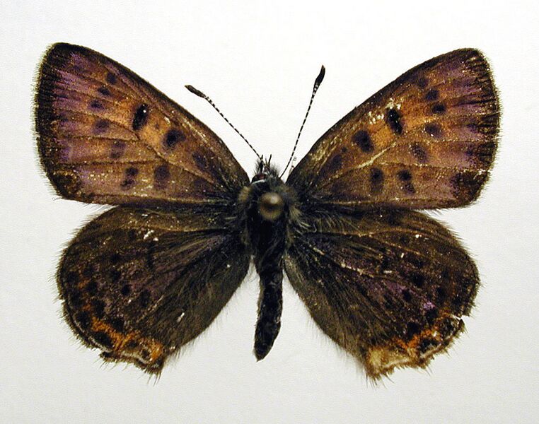 Lycaena helle1