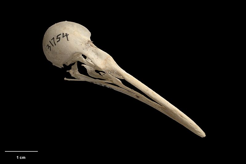 MA I359979 TePapa Cabalus-modestus-Hutton full