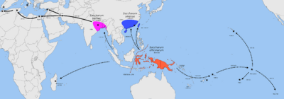 Map showing centers of origin of Saccharum officinarum in New Guinea, S. sinensis in China, and S. barberi in India