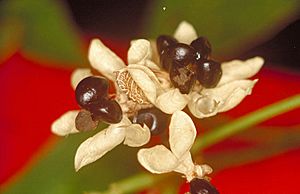 Melicope broadbentiana fruit