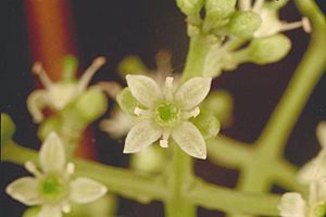 Melicope vitiflora flower