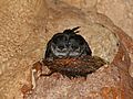 Mossy-nest Swiftlets (Aerodramus salangana natunae) on nest (15593076875)