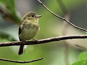 Myiophobus phoenicomitra - Orange-crested Flycatcher (cropped).jpg