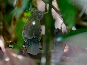 Myrmophilax atrothorax - Black-throated Antbird (male); Manaus, Amazonas, Brazil.jpg