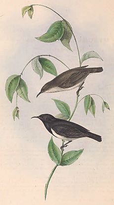 Myzomela nigra Gould 1848 (cropped)