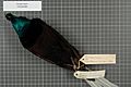 Naturalis Biodiversity Center - RMNH.AVES.19809 2 - Astrapia mayeri Stonor, 1939 - Paradisaeidae - bird skin specimen
