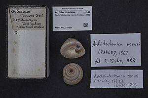 Naturalis Biodiversity Center - RMNH.MOL.228656 - Adelphotectonica reevei (Hanley, 1862) - Architectonicidae - Mollusc shell.jpeg