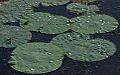 Nelumbo nucifera (Indian Lotus)- water drops W IMG 8657